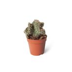 Opuntia Fulgida Cristata 5,5cm Ø - Kaktüs