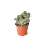 Opuntia Fulgida Cristata 8,5cm Ø - Kaktüs