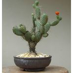 opuntia Hint inciri tohumu (Opuntia bonsai)