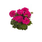 Opuntia Koyu Pembe Sardunya Fidesi 10-20 cm