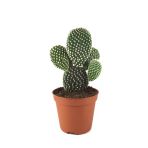 Opuntia Microdasys 'Albata' (Kaktüs)