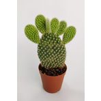 Opuntia Microdasys Albata Tavşan Kulağı Kaktüs Tekli Kaktüs 5.5 cm Saksıda