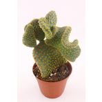 Opuntia Microdasys Cristata - 8.5 Cm Saksıda