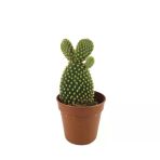 Opuntia Microdasys 'Pallida' (Kaktüs)