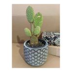 Opuntia Microdasys Rufida 12*9 Cm Beton Saksıda Kaktüs