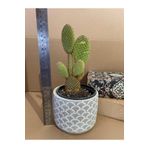 Opuntia Microdasys Rufida 12*9 Cm Beton Saksıda Kaktüs