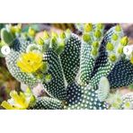 Opuntia Microdasys Sarı Çiçek Açan Tavşan Kulağı Sukulent Kaktüs