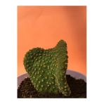 Opuntia Microdasys Var. Pallida F. Cristata