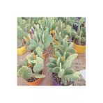 Opuntia Microdasys(tavsan Kaktus)