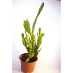 Opuntia Monacantha Inciri Kaktüsü Tekli 8,0 cm Saksıda
