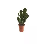Opuntia Rubescens 'consolea' (14 Cm Saksıda)