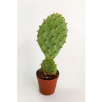 Opuntia Santarita Nadide Kaktüs Tekli Kaktüs Özel Tür Kaktüs 5.5 cm Saksıda
