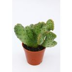 Opuntia Ssp Cristata Kaktüs