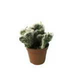 Opuntia Vestita 'Cristata' (Kaktüs)