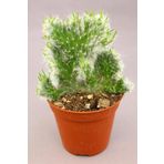 Opuntia Vestita Cristata