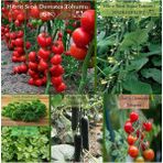 Organik 6 Paket Tohum NO17 Hibrit F1 Domates Tohumu F1 Badem Salatalık F. Maydanoz Alman Hıyarı �