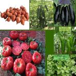 Organik 6 Paket Tohum NO18 Arpacık Soğan 1 Kg. Iska Hibrit Salatalık Patlıcan Köy Domatesi Bibe