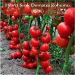 Organik Hibrit Sırık Domates Tohumu Işık 10 Adet F1 Hibrit Domates Tohumu
