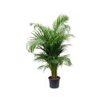 Orkide Areka Palmiyesi 140-150CM