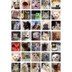 Ororabutik 35 Adet Kedi Tatlı Komik Sticker Seti - Etiket Seti Scrapbook Bullet Journal - 1 Adet - 001-Renkli