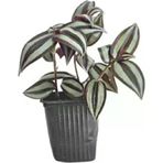 Orta Boy Telgraf Çiçeği Fidanı 10-20 Cm