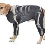 Orta ve Büyük Irk Köpek Tulum - Skeleton