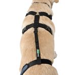 Ortocanis - Köpek diz bandajı için tutma kayışı - Kaymayı önler ve diz bandajını sabitler - sağlamlığı destekler - Sadece kemer bandı ölçüsü: S 38-51 cm