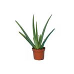 OSKARYUM Aloe Vera Bitkisi 25-30 Cm