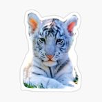 Oto Ufak Bebek Kaplan Araba Sticker Etiket Renkli V1
