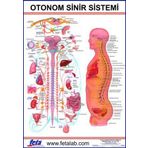 Otonom Sinirlerin İç Organlar Üzerine Etkilerini Gösteren Eğitim Plakası