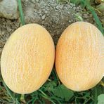 Ötügen Tohum 10 gr Ananas Kavun Tohumu