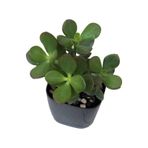 Ovata Para Ağacı Çiçeği 10-20 Cm