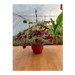 Oxalis Triangularis Süs Yoncası Uyku Çiçeği 20 Cm Saksıda