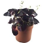 Oxalis Triangularis (Süs Yoncası)