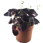 Oxalis Triangularis (Süs Yoncası)