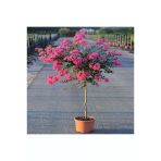 Oya Ağacı Fidanı Pembe 40-80 Cm