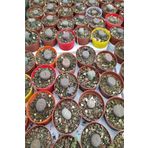 öykü avm Lithops Taş Kaktüs