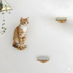Özbience Kedi Tırmanma Rafi ve Duvar Yürüyüş Platformu Seti - Seçenek 1