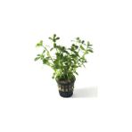 Özden Aquatics Bacopa Monnieri (1 Saksı)