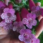 Özel Bts Maggie Kohleria Japon Küpelisi Çiçeği Fidesi (Mini Potta)
