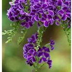 Ozel Cesit Duranta Erecta Agac Meneksesi Fidani (80-120 Cm)
