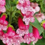 Özel Çeşit Frances Kohleria Japon Küpelisi Çiçeği Fidesi (Mini Potta)