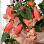 Özel Çeşit Peach Quen Kohleria Japon Küpelisi Çiçeği Fidesi (Mini Potta)