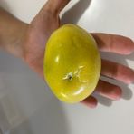 Özel Dev Meyveli Passiflora Edulis Var Flavicarpa Tohumu (3 tohum