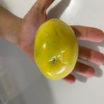 Özel Dev Meyveli Passiflora Edulis Var Flavicarpa Tohumu (30 Tohum) - 1 Paket