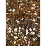 Özel Karışım Saksı Harcı, 3 Lt - Sphangum Torfu, Cocopeat Ve Perlit