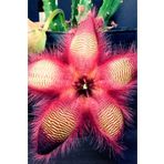 Özel Leş Çiçeği İç Mekan Kaktüs Salon 5.5Cm