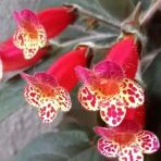 Özel Multiflora Kohleria Japon Küpelisi Çiçeği Fidesi (Mini Potta)