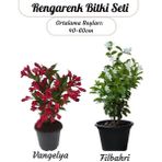 Özel Set Kırmızı Renk Vangelya Gelin Tacı Çiçeği & Kokulu Beyaz Filbahri Çiçeği