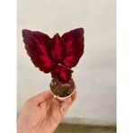 Özel Tür 3 Adet Yaprak Güzeli Çiçeği Kolyos Çiçeği Fidanı 10-20 Cm